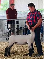 Harms Show Lambs Winners